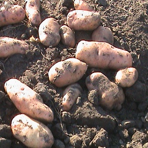 Time-honored and adored by farmers, legendary American potato variety