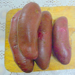 Time-honored and adored by farmers, legendary American potato variety
