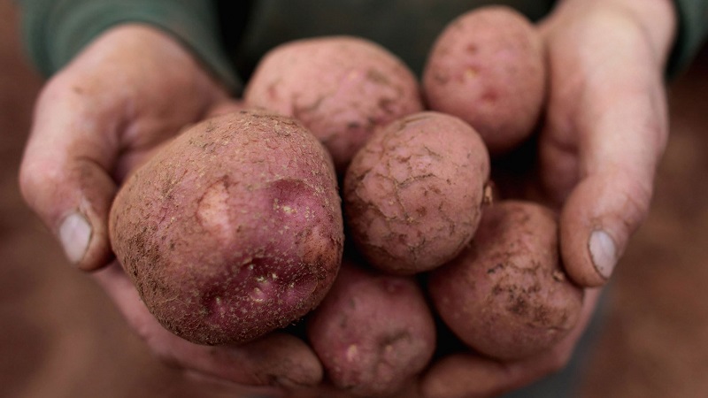 Time-honored and adored by farmers, legendary American potato variety