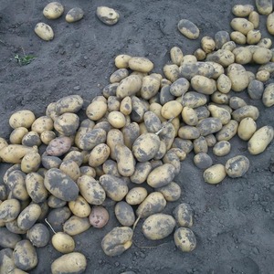 Drought-resistant and productive potato variety Labadia: description and characteristics