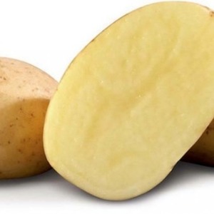 Drought-resistant and productive potato variety Labadia: description and characteristics