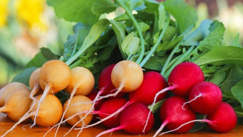 How to plant radishes correctly: instructions for beginner gardeners