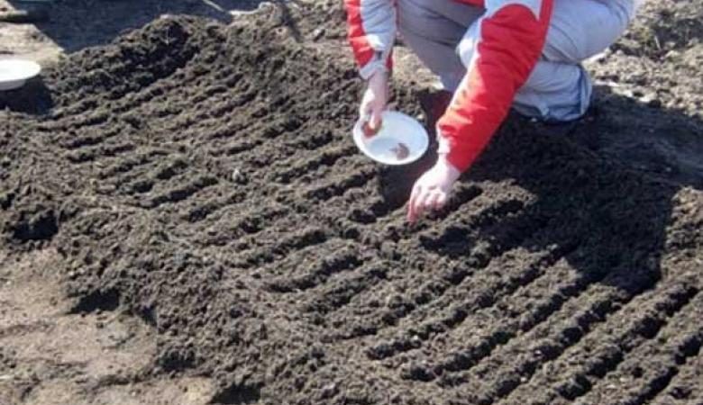 How to plant radishes correctly: instructions for beginner gardeners