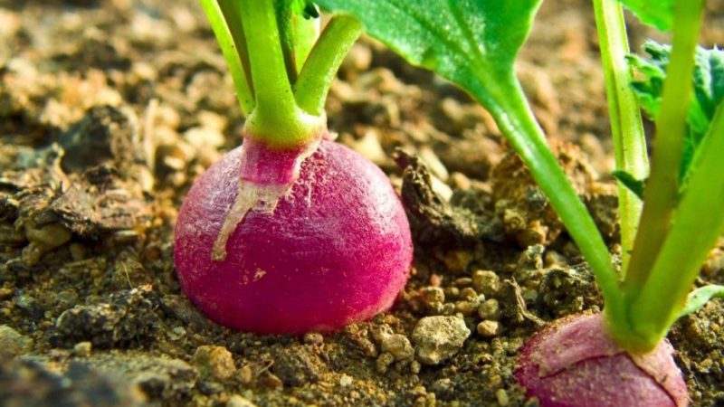 How to plant radishes correctly: instructions for beginner gardeners