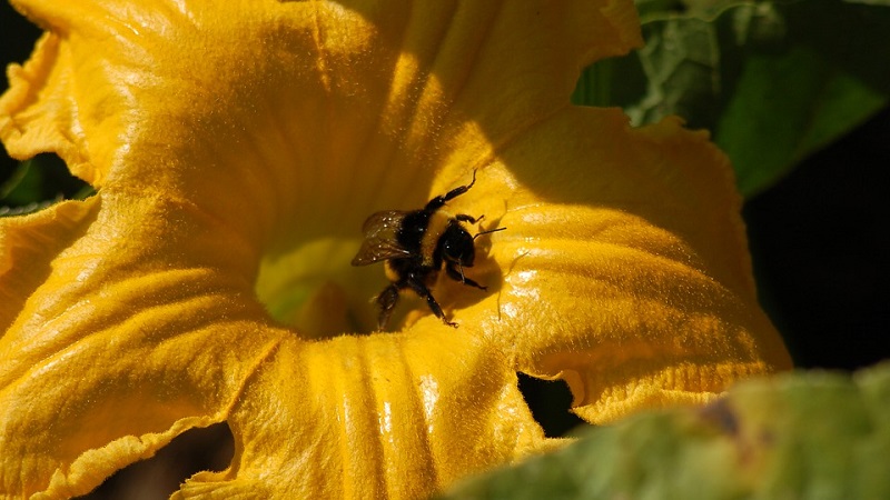 What to do when the pumpkin does not bloom and why it happens