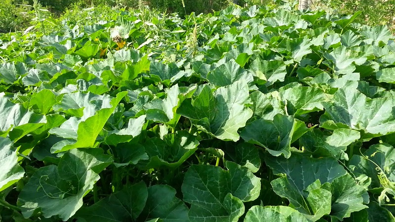 What to do when the pumpkin does not bloom and why it happens