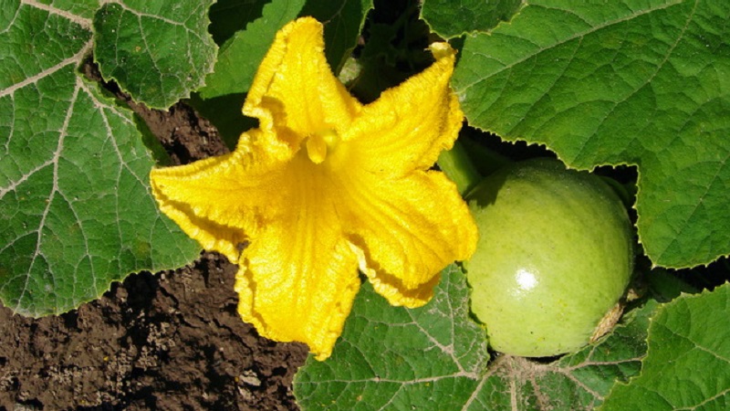 What to do when the pumpkin does not bloom and why it happens