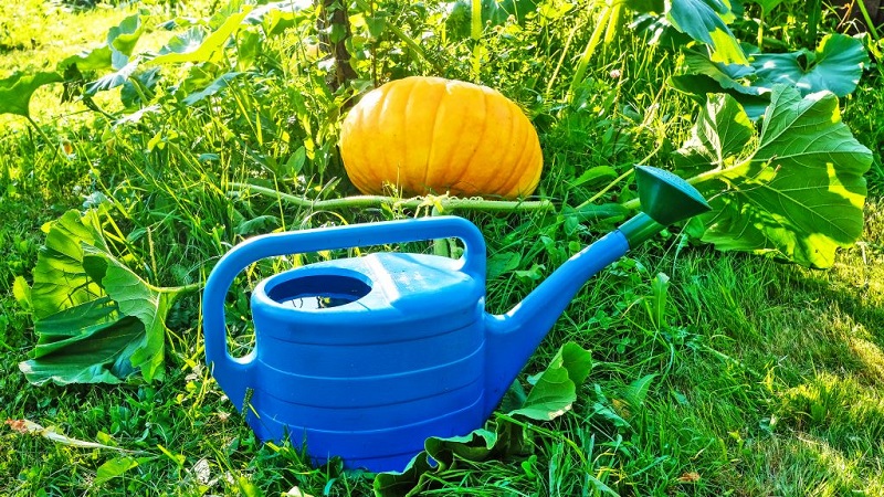 What to do when the pumpkin does not bloom and why it happens
