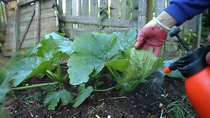 What to do when the pumpkin does not bloom and why it happens