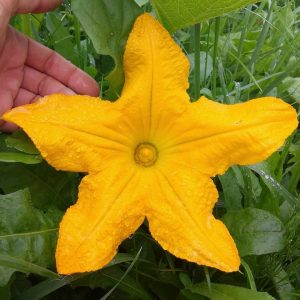 What to do when the pumpkin does not bloom and why it happens