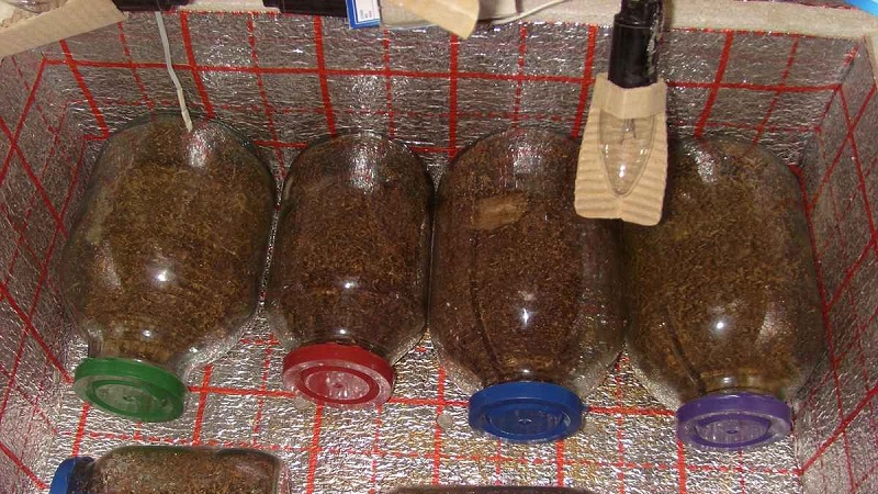 How to ferment tobacco at home: the best ways