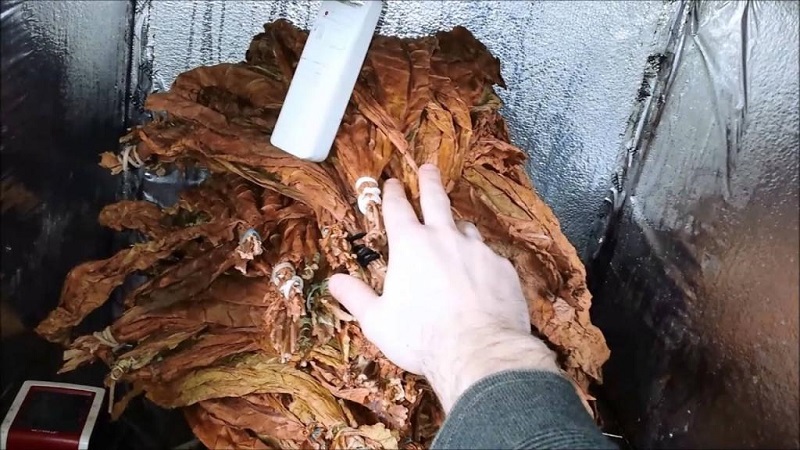 How to ferment tobacco at home: the best ways