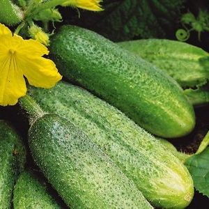 Step-by-step instructions for planting cucumbers in the ground