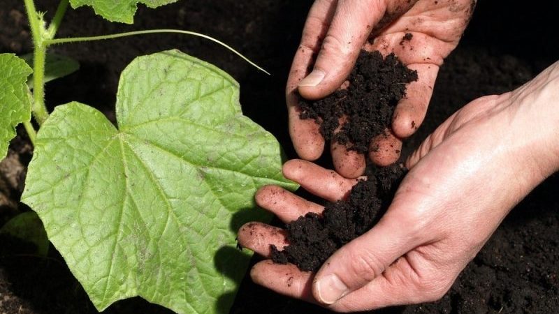 Step-by-step instructions for planting cucumbers in the ground