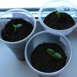 Step-by-step instructions for planting cucumbers in the ground