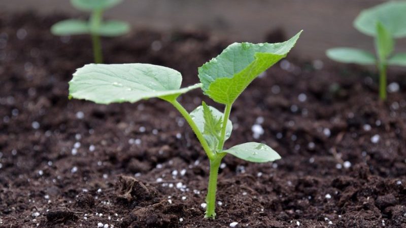 Step-by-step instructions for planting cucumbers in the ground