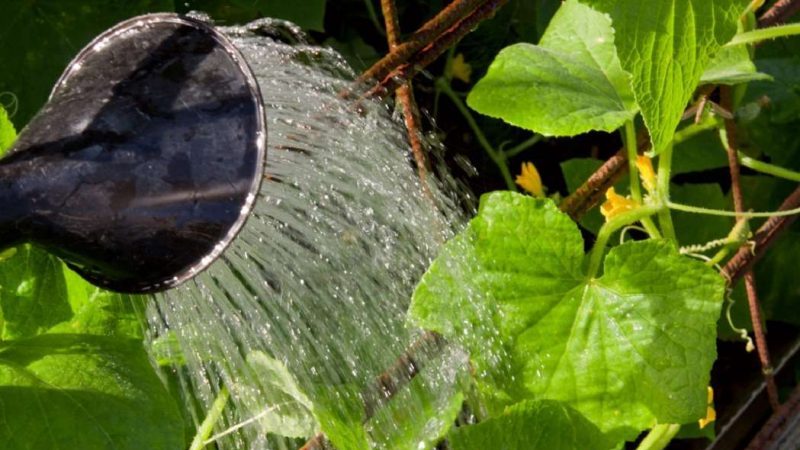 Step-by-step instructions for planting cucumbers in the ground