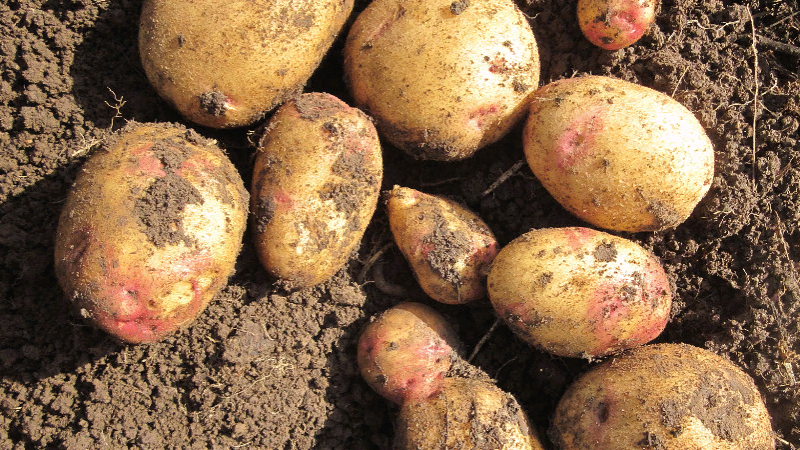 Potato variety Galaktika with excellent taste and long shelf life