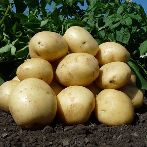 Mid-season unpretentious potato variety Arizona: variety description, advantages and disadvantages