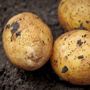 Mid-season unpretentious potato variety Arizona: variety description, advantages and disadvantages