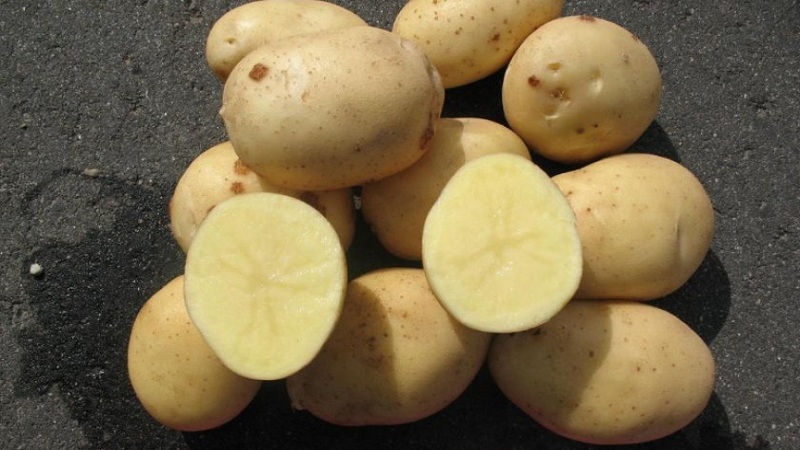 Mid-season unpretentious potato variety Arizona: variety description, advantages and disadvantages