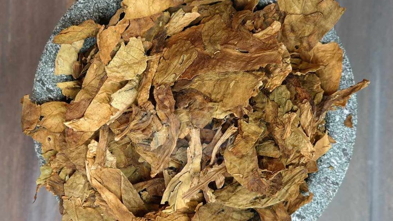 We grow Turkish tobacco from seeds: instructions for beginners, peculiarities of the variety
