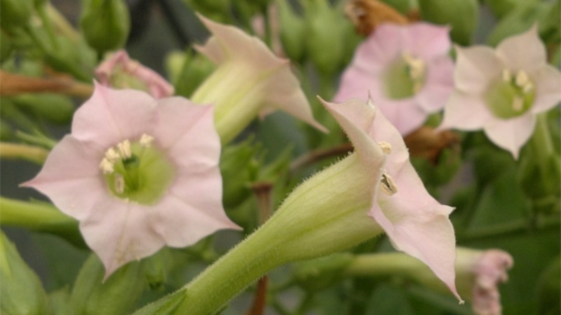 We grow Turkish tobacco from seeds: instructions for beginners, peculiarities of the variety