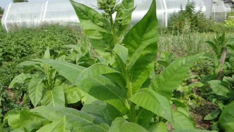 We grow Turkish tobacco from seeds: instructions for beginners, peculiarities of the variety