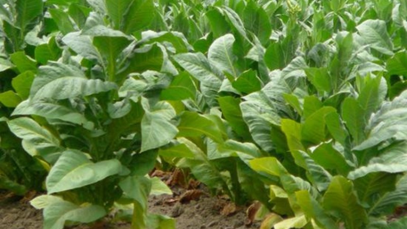 We grow Turkish tobacco from seeds: instructions for beginners, peculiarities of the variety