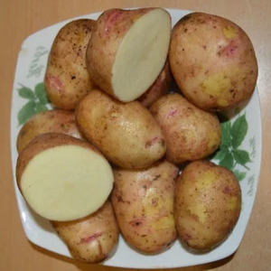 Domestic potato variety Aurora for a rich tasty harvest