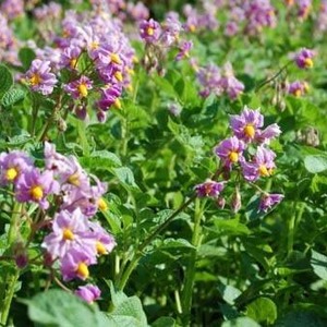Domestic potato variety Aurora for a rich tasty harvest