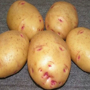Domestic potato variety Aurora for a rich tasty harvest