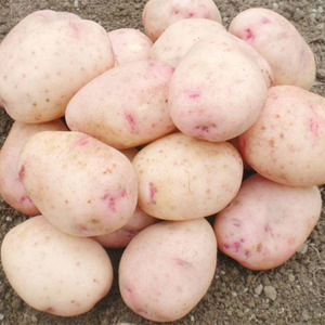 Domestic potato variety Aurora for a rich tasty harvest