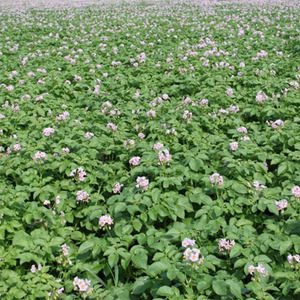 Domestic potato variety Aurora for a rich tasty harvest