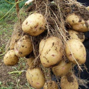 Domestic potato variety Aurora for a rich tasty harvest