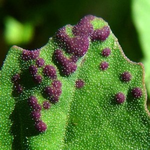 What are the diseases of peppers in a greenhouse: photos and treatment methods