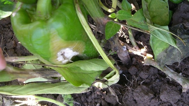 What are the diseases of peppers in a greenhouse: photos and treatment methods