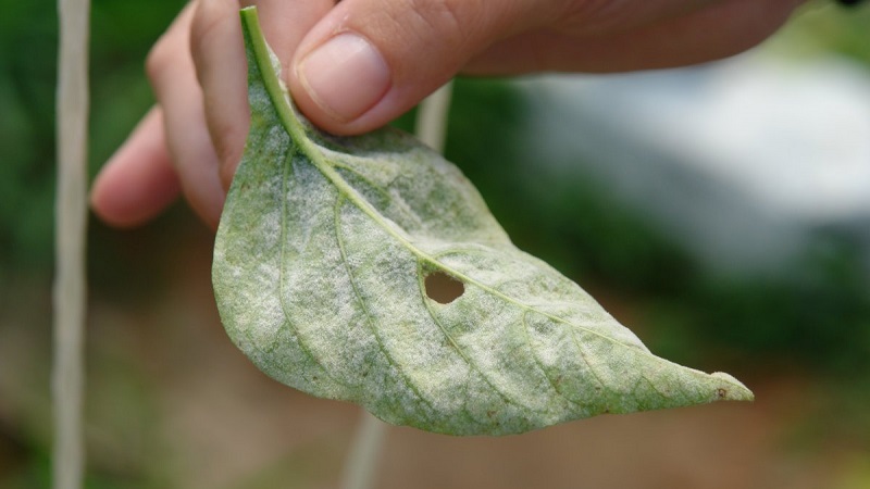 What are the diseases of peppers in a greenhouse: photos and treatment methods
