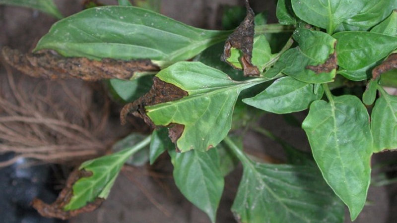 What are the diseases of peppers in a greenhouse: photos and treatment methods