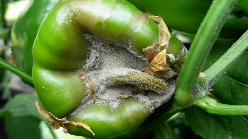 What are the diseases of peppers in a greenhouse: photos and treatment methods