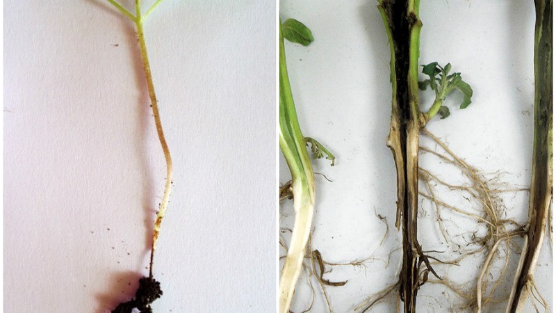 What are the diseases of peppers in a greenhouse: photos and treatment methods