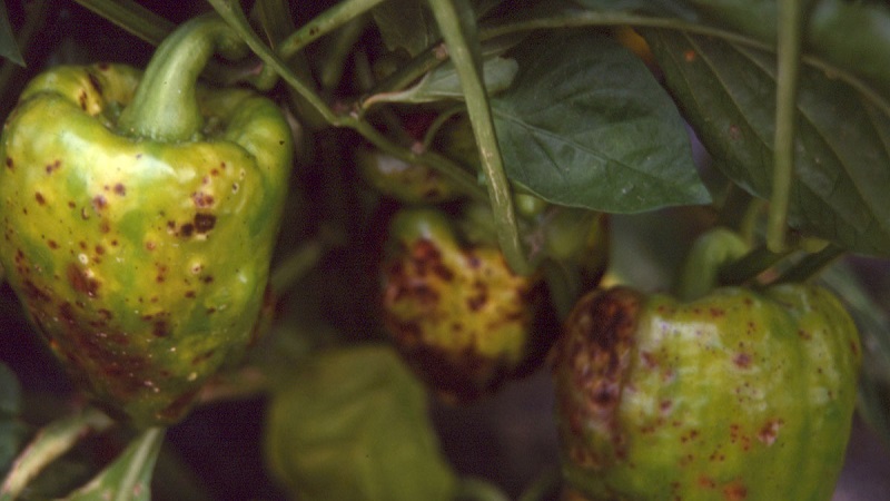 What are the diseases of peppers in a greenhouse: photos and treatment methods