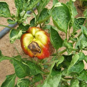 What are the diseases of peppers in a greenhouse: photos and treatment methods