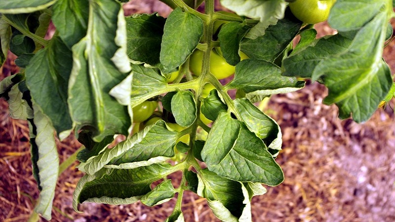 What are the diseases of peppers in a greenhouse: photos and treatment methods
