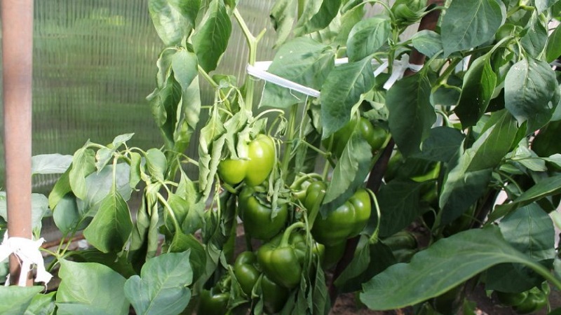 What are the diseases of peppers in a greenhouse: photos and treatment methods