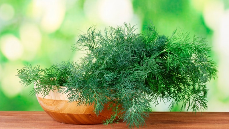 Is it possible for pregnant women to dill: harm and benefit for the expectant mother and child