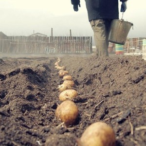 Early ripe table potato variety Vega