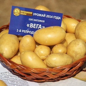 Early ripe table potato variety Vega