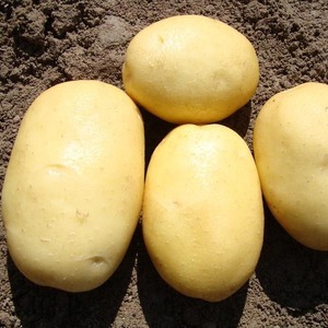 Early ripe table potato variety Vega