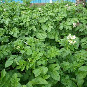 Early ripe table potato variety Vega